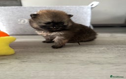Pomeranian dogs for sale: KC registered Pomeranian puppies - Image 9