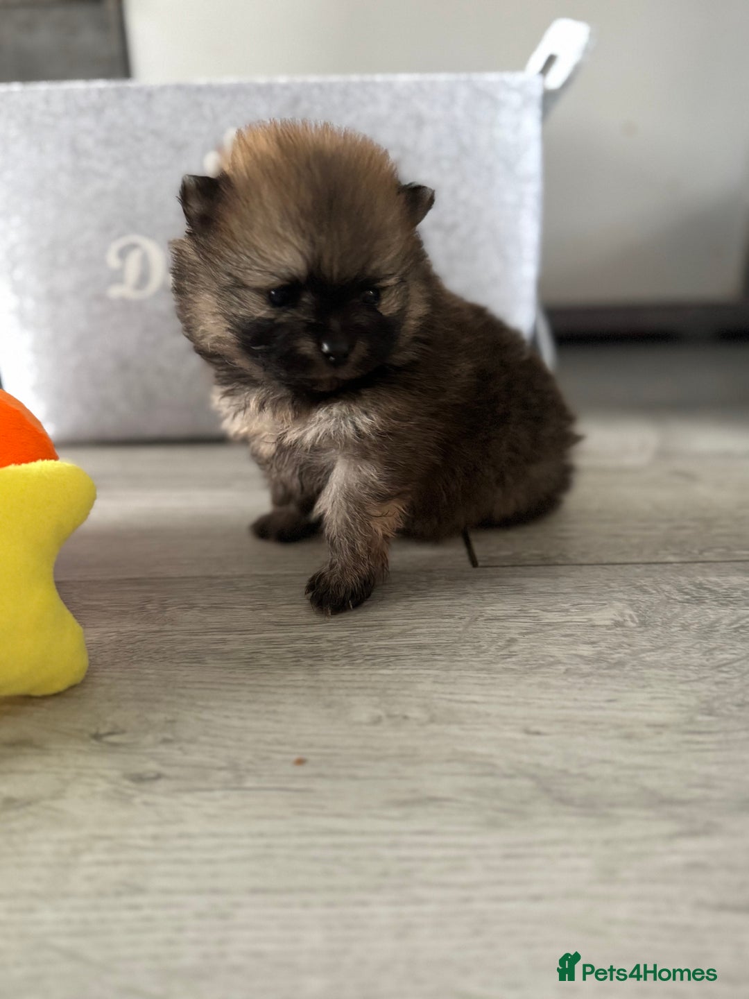 Pomeranian dogs for sale: KC registered Pomeranian puppies - Image 9