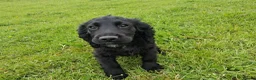 Cocker Spaniel dogs for sale: 14 Week old Black Working Cocker Bitch  - Advert 4