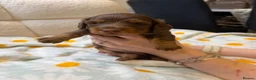 Miniature Dachshund dogs for sale: KC Registered Miniature Long-Haired Dachshunds in Colchester - Advert 15