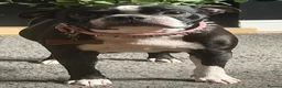 Boston Terrier dogs for sale: Our beautiful Boston terrier welcomed 8 puppies  - Advert 8