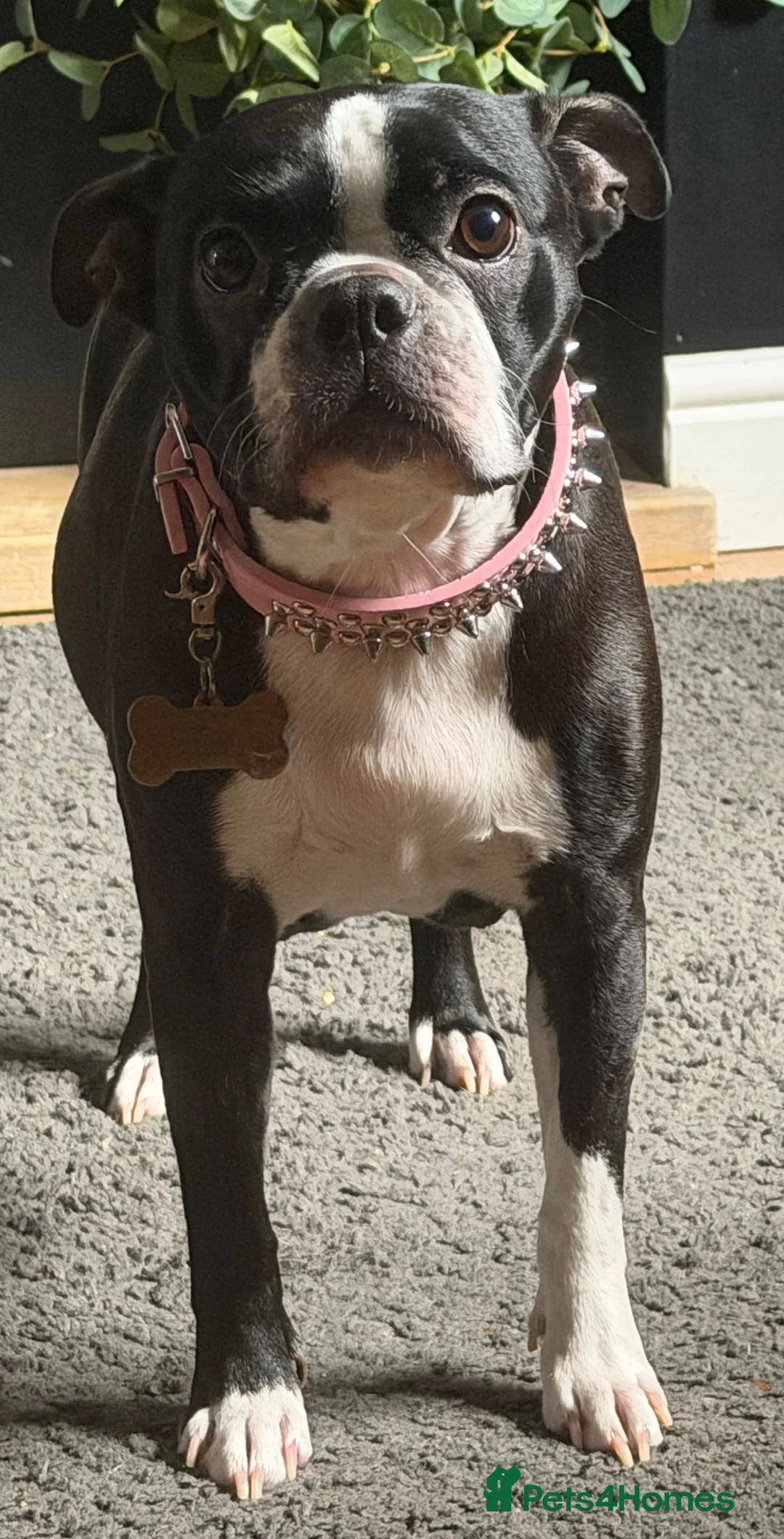 Boston Terrier dogs for sale: Our beautiful Boston terrier welcomed 8 puppies  - Advert 8
