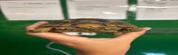 Tortoise reptiles for sale: Gorgeous 1 Year Old Sulcata Tortoise  in Sandy - Advert 6