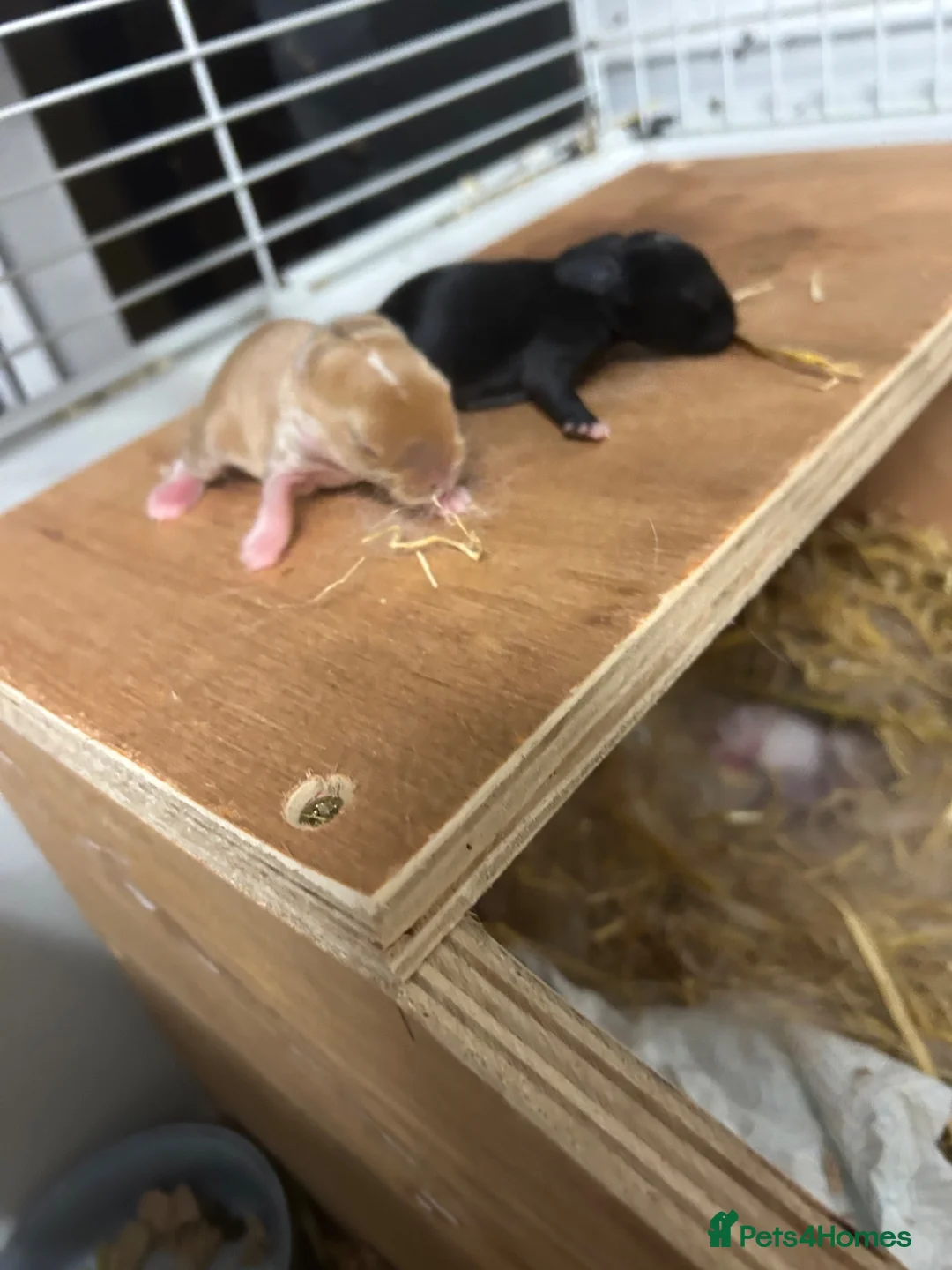 Mini Lop rabbits for sale: Newborn mini lops  - Advert 3