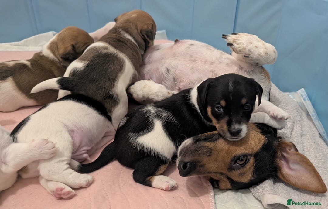 Jack Russell dogs for sale: 🐶 Jack Russell Puppies  – 4 Females & 1 Male 🐶 - Image 12