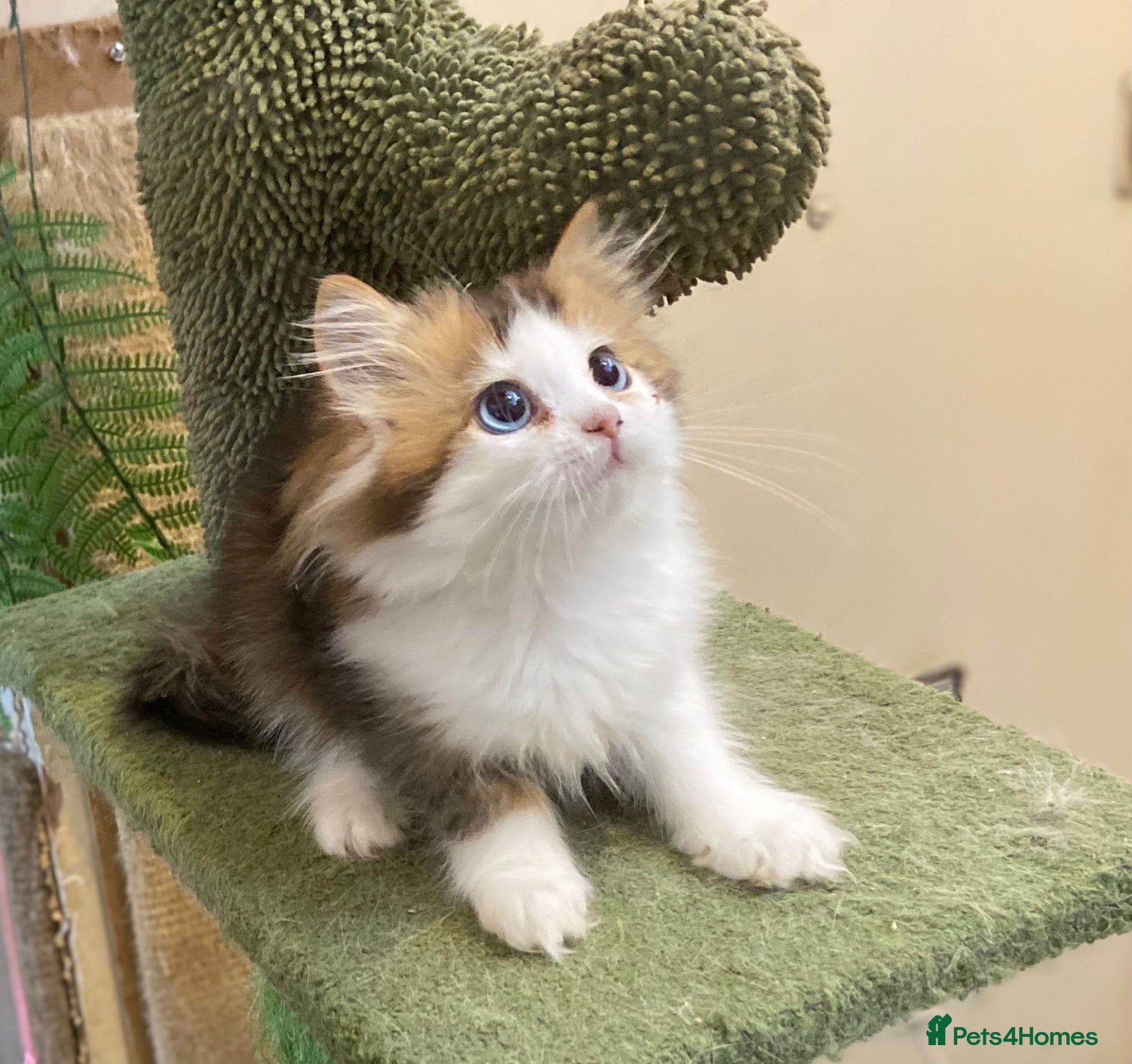 Munchkin cats Full Pedigree Munchkin Kittens - Advert 6