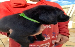Labrador Retriever dogs for sale: Stunning last pedigree lab pup for sale kc reg  - Image 2