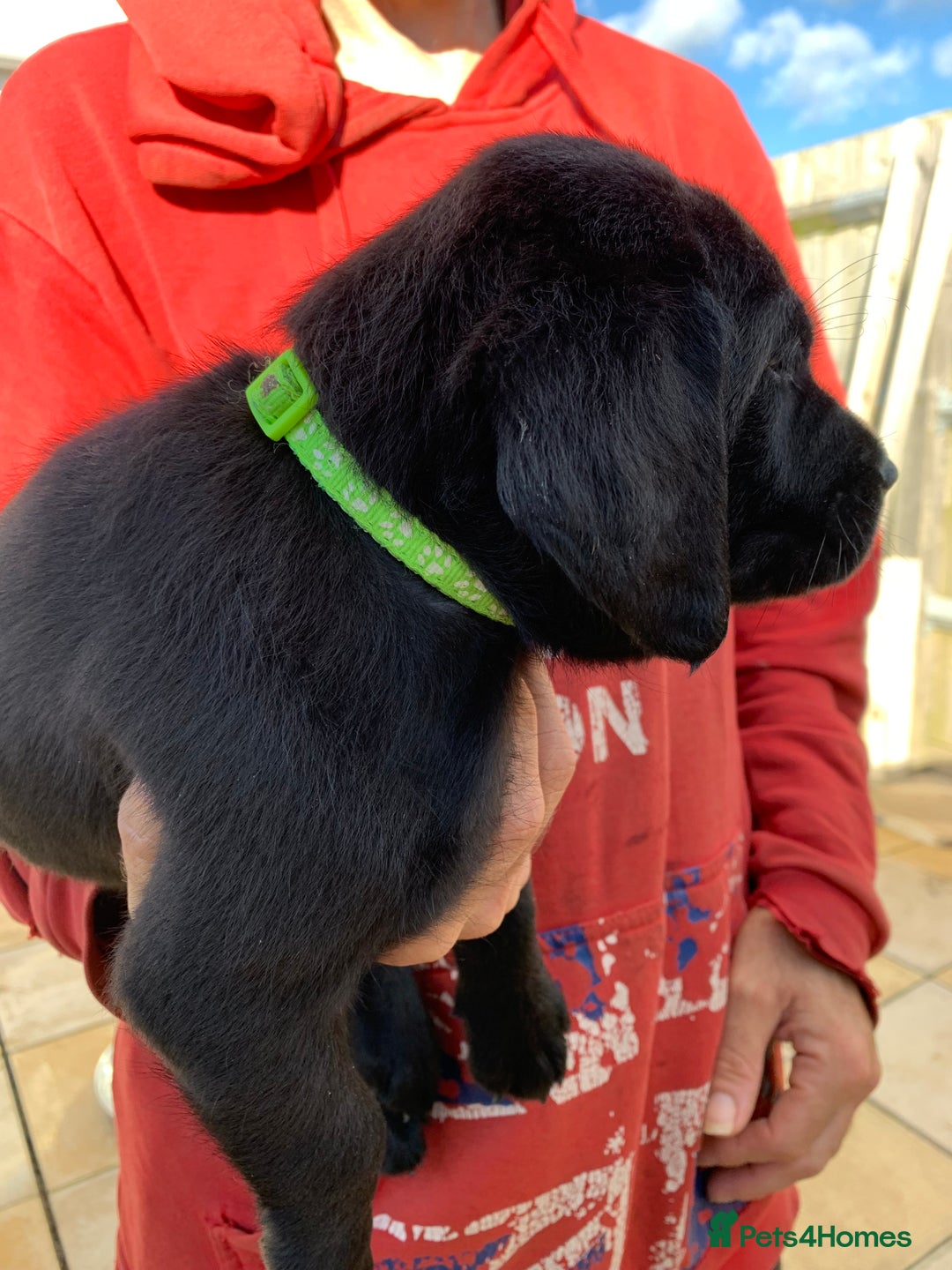 Labrador Retriever dogs for sale: Stunning last pedigree lab pup for sale kc reg  - Image 2