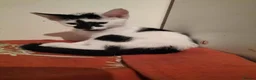 Mixed Breed cats for sale: 3 kittens Gravesend in Gravesend - Advert 3
