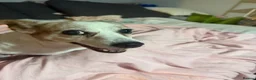 Jack Russell dogs for sale: Minnie  - Advert 4