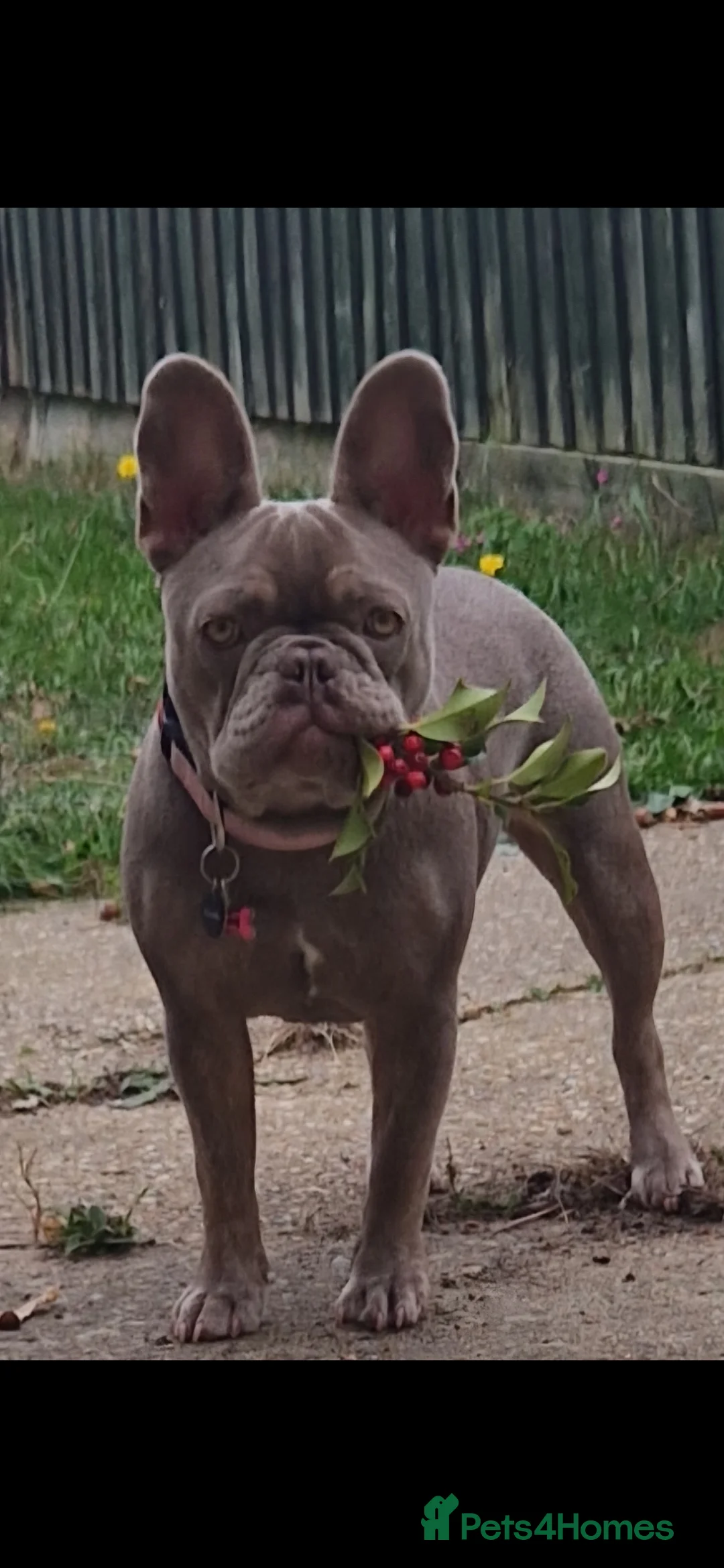 French Bulldog dogs for sale: Female French bulldog - Advert 1