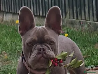 French Bulldog dogs Female French bulldog - Advert 1