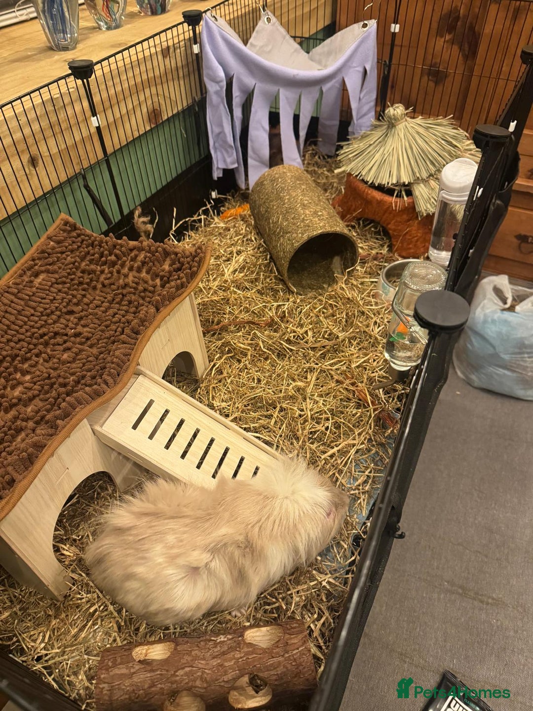 Guinea Pig rodents for sale: Two Guinea pigs for sale cage included  - Advert 5