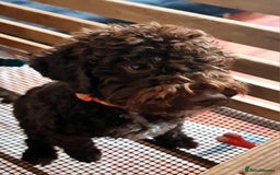 Lagotto Romagnolo dogs for sale: Lagotto Romagnolo - The Best breed ever  - Image 2