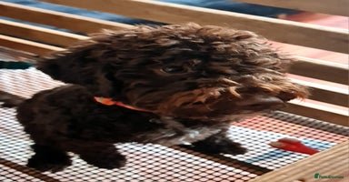 Lagotto Romagnolo dogs - Advert 13