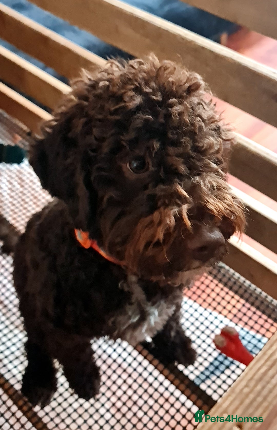 Lagotto Romagnolo dogs for sale: Lagotto Romagnolo - The Best breed ever  - Image 2