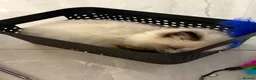 Ragdoll cats for sale: Seal Ragdoll Kittens in Bacup - Advert 11