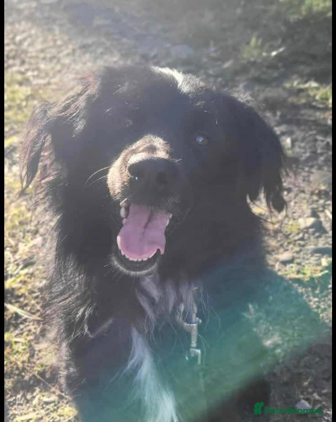 Mixed Breed dogs for adoption: Meet Nero - Advert 5