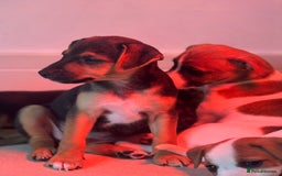 Jack Russell dogs for sale: Jack russell boy ready for collection  - Image 3