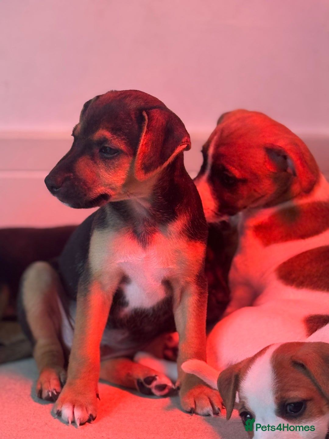 Jack Russell dogs for sale: Jack russell boy ready for collection  - Image 3