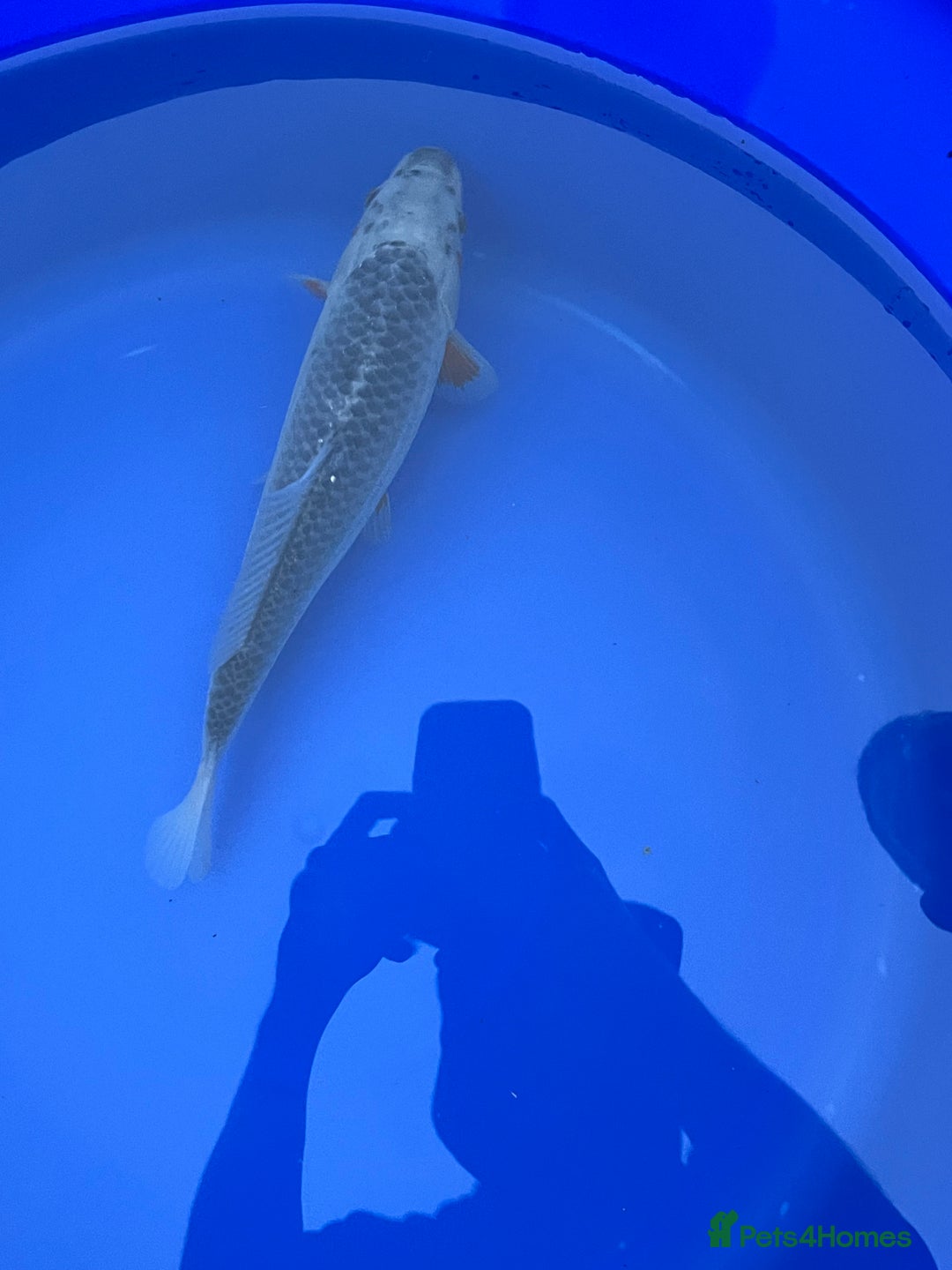 Koi Carp fish for sale: Asagi koi carp  - Image 3