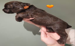 Cocker Spaniel dogs for sale: Litter of 7 - Image 5