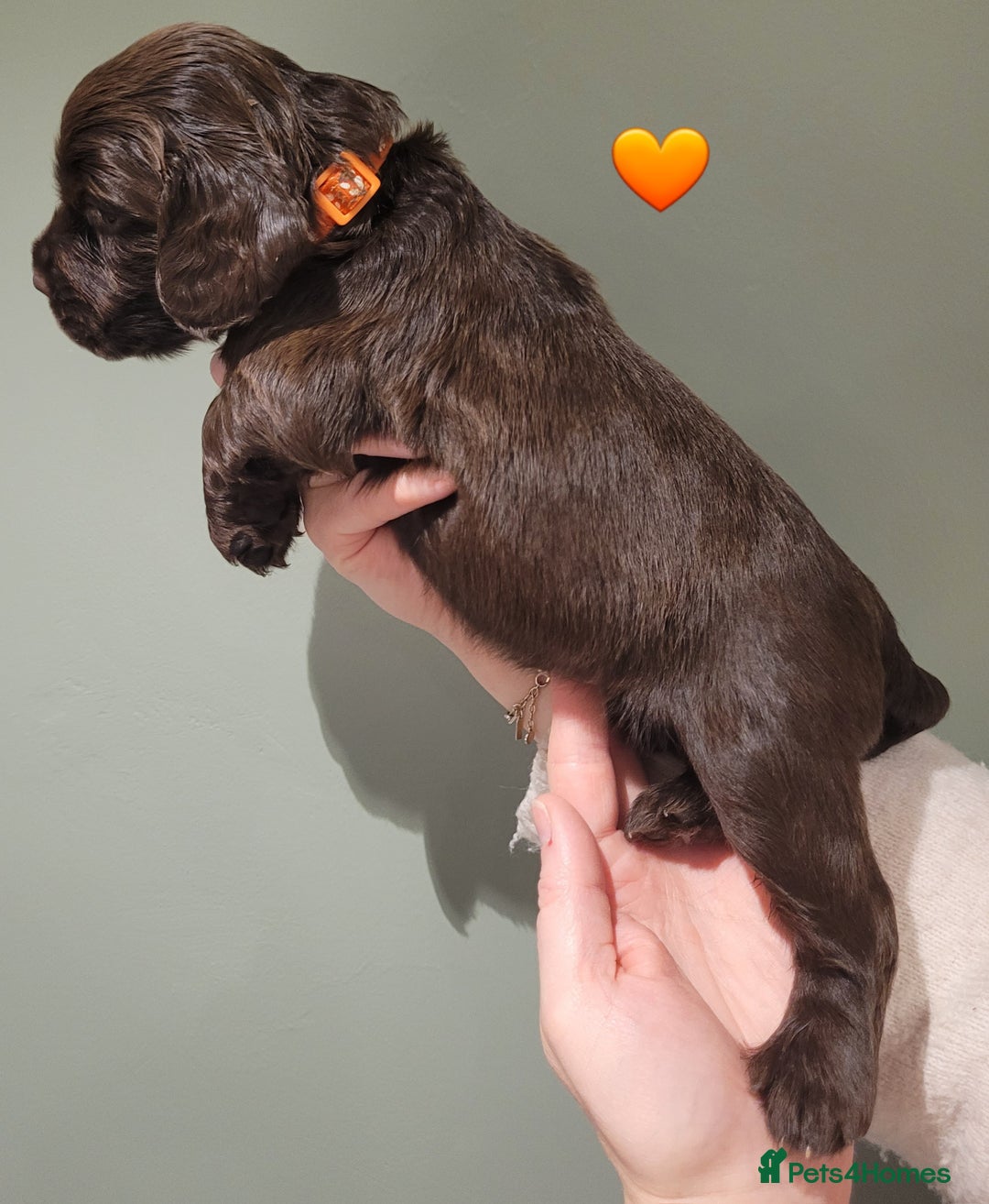 Cocker Spaniel dogs for sale: Litter of 7 - Image 5