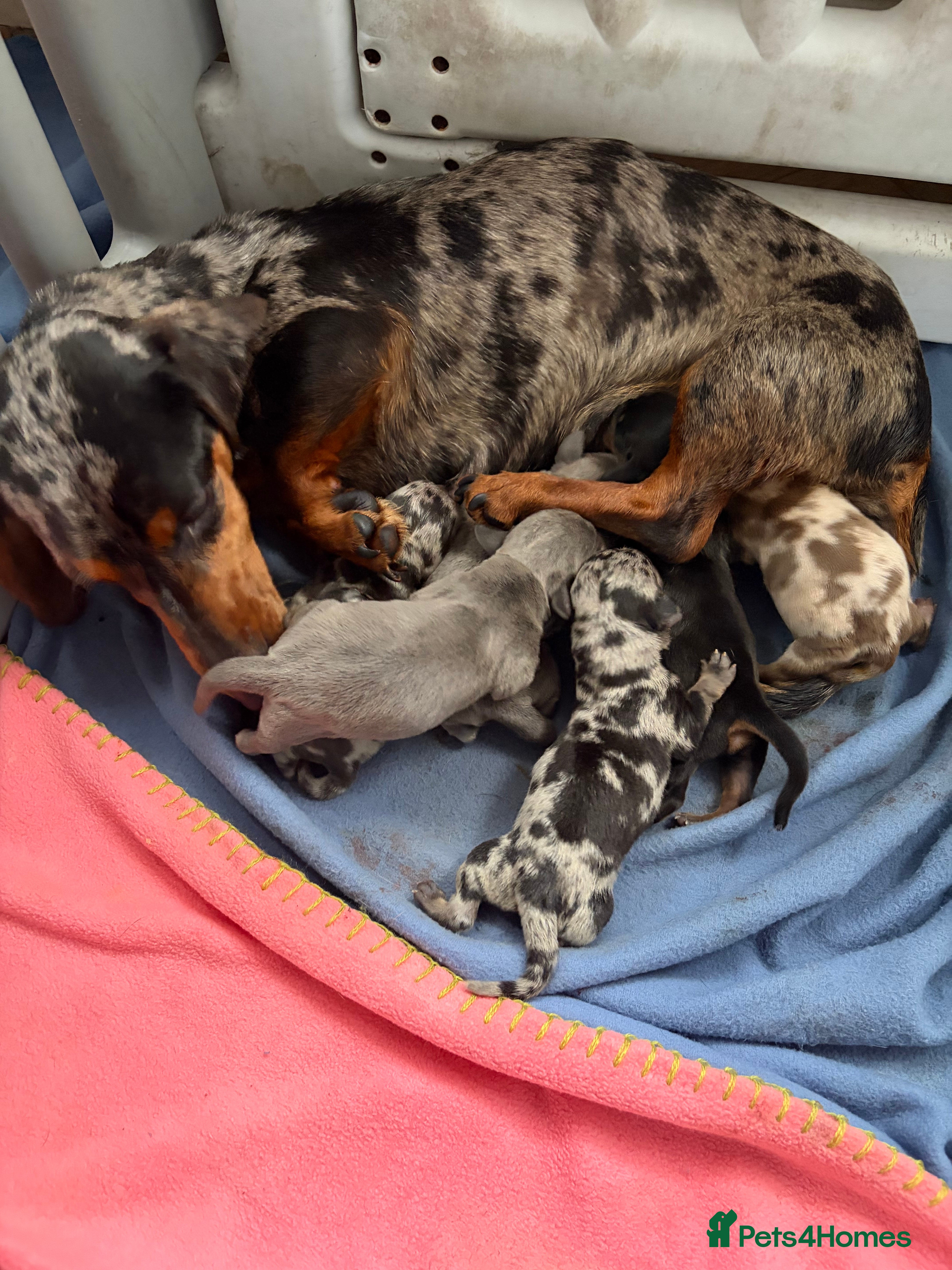 Miniature Dachshund dogs Miniature dachshund  - Advert 16