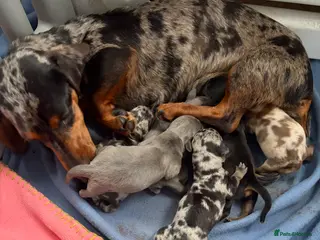 Miniature Dachshund dogs Miniature dachshund - Advert 15