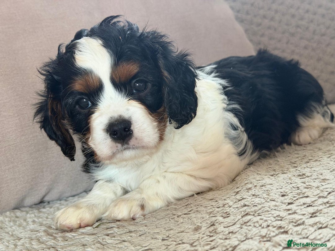 Cavapoo dogs for sale: Cavapoo boys from health tested parents  - Advert 10