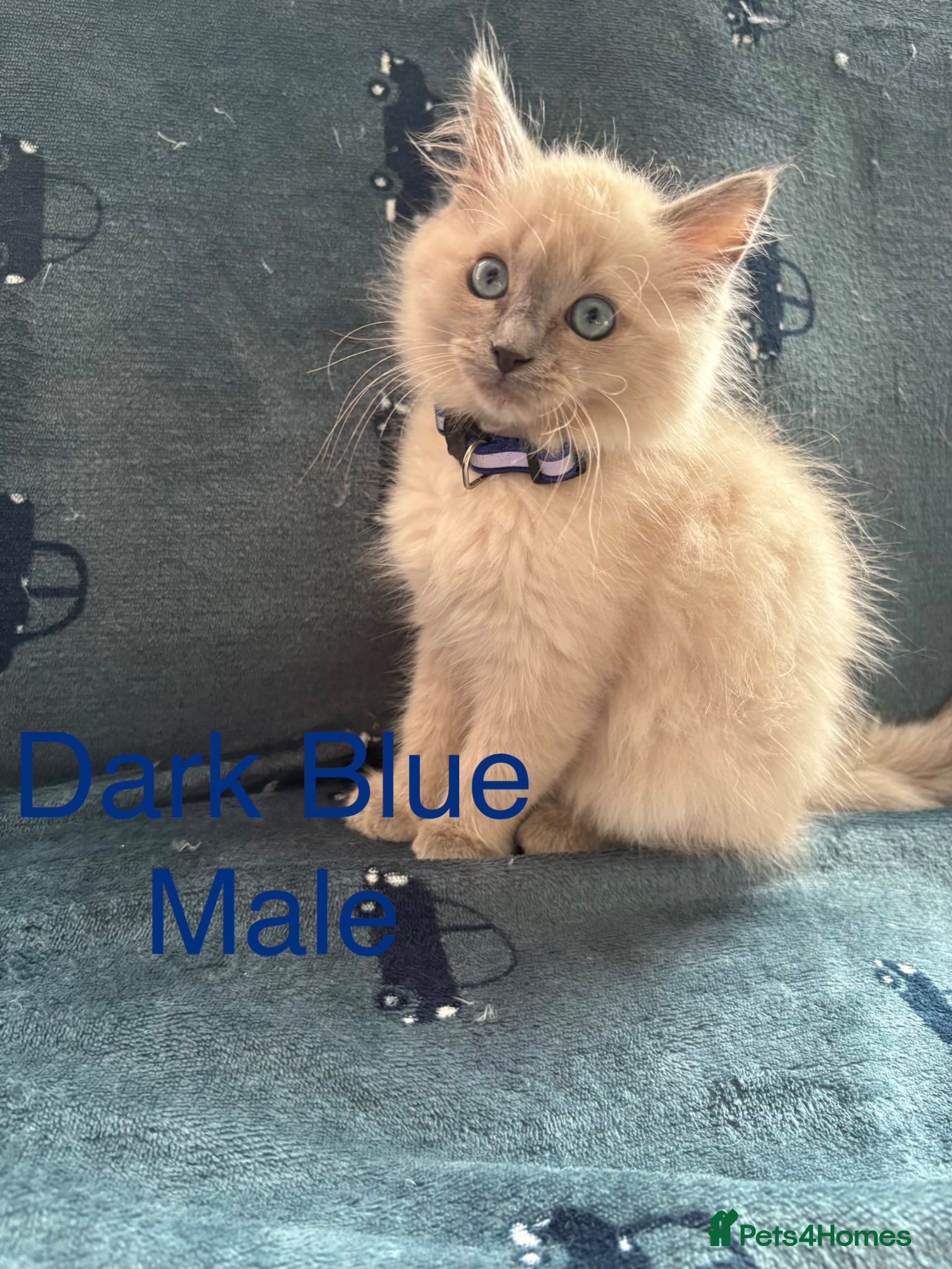 Ragdoll cats 💙 5 Pure Ragdoll Kittens Available For Sale 💙 - Advert 2