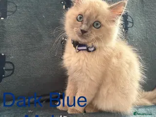 Ragdoll cats 💙 5 Pure Ragdoll Kittens Available For Sale 💙 - Advert 2