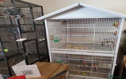 Conures birds for sale: Pair of Conures, plus cage  - Image 3