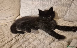 Maine Coon cats for sale: HUGE REDUCTION LAST MAINE COON KITTENS - Advert 7