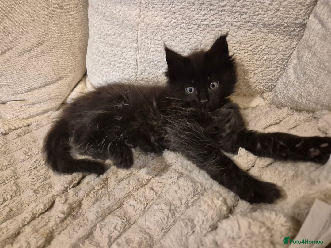 Maine Coon cats for sale: HUGE REDUCTION LAST MAINE COON KITTENS - Advert 7
