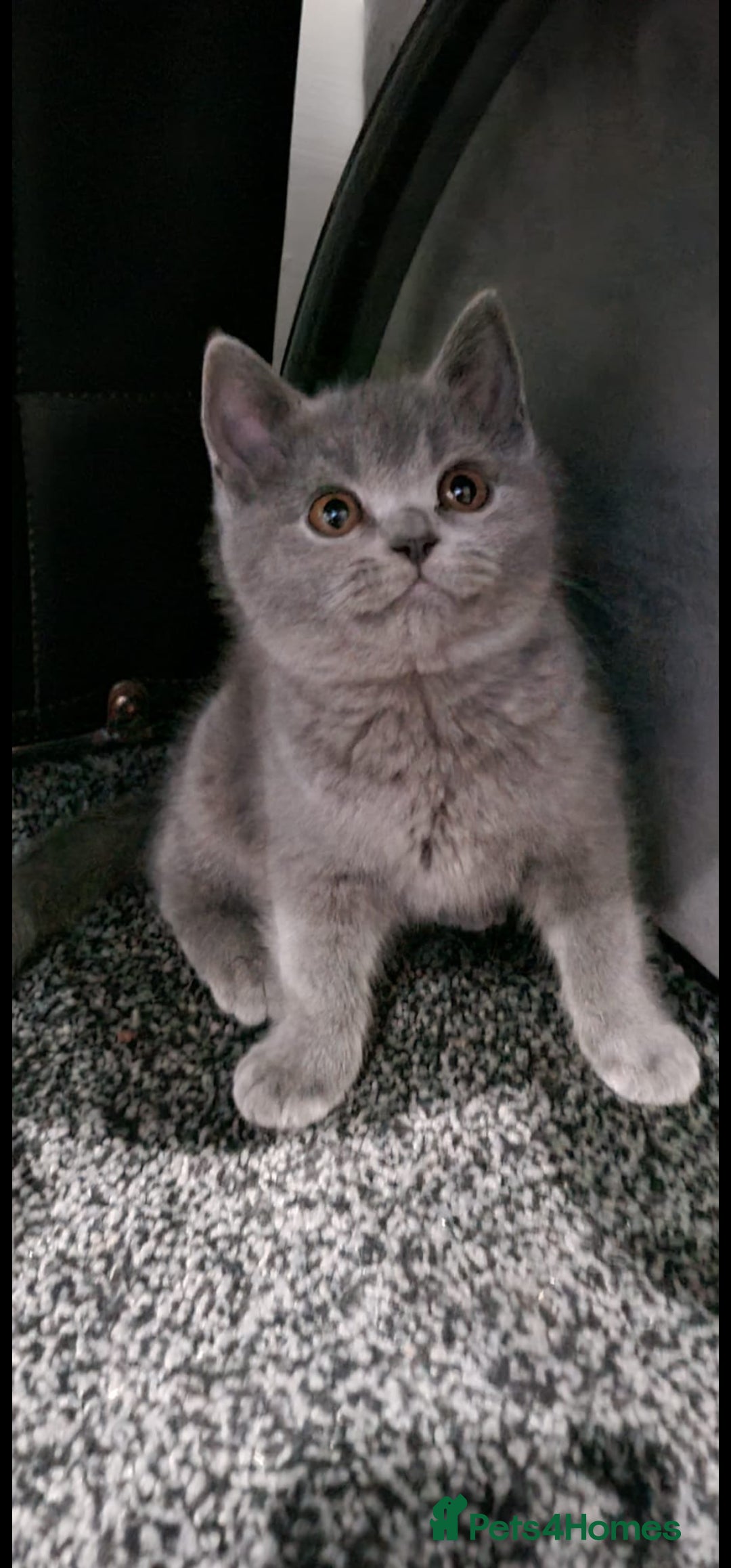 British Shorthair cats for sale: STUNNING! Female British Shorthair For Sale! - Advert 1