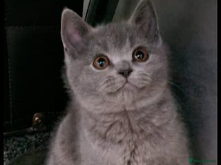 British Shorthair cats STUNNING! Female British Shorthair For Sale! - Advert 3