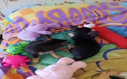 Chihuahua dogs for sale: Lovely chihuahua puppies! - Image 14