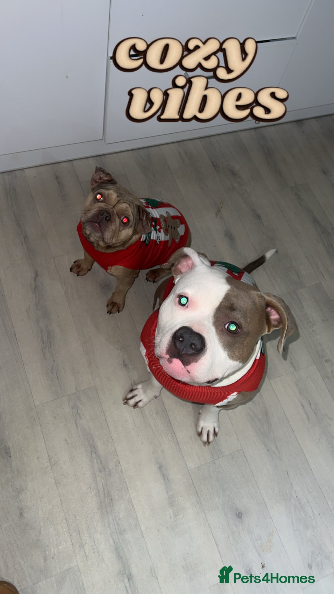 American Bully dogs for sale: 3yo standard bully - Advert 4
