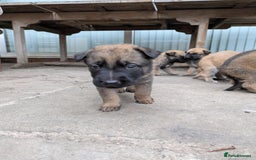 Mixed Breed dogs for sale: Beautiful German shepherd cross mali  - Image 8