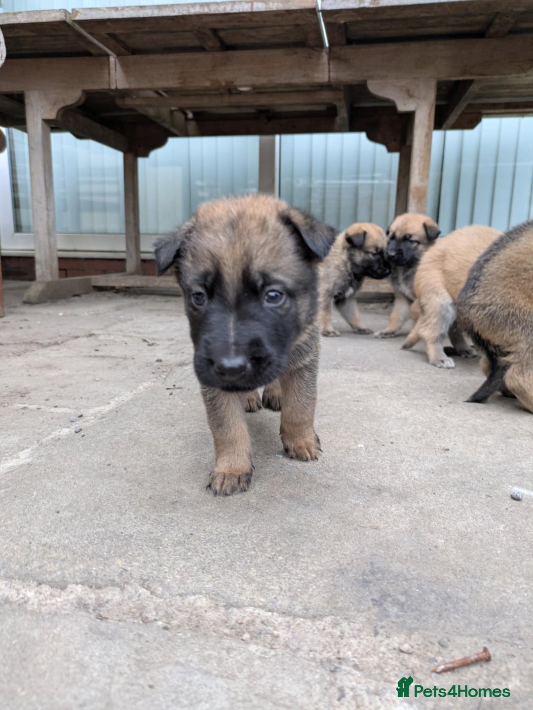 Mixed Breed dogs for sale: Beautiful German shepherd cross mali  - Image 8