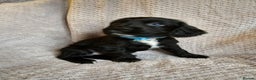 Sprocker dogs for sale: Sprocker Spaniel Puppies - Advert 6