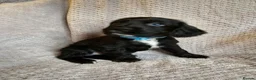 Sprocker dogs for sale: Sprocker Spaniel Puppies * only 1 left * - Advert 6