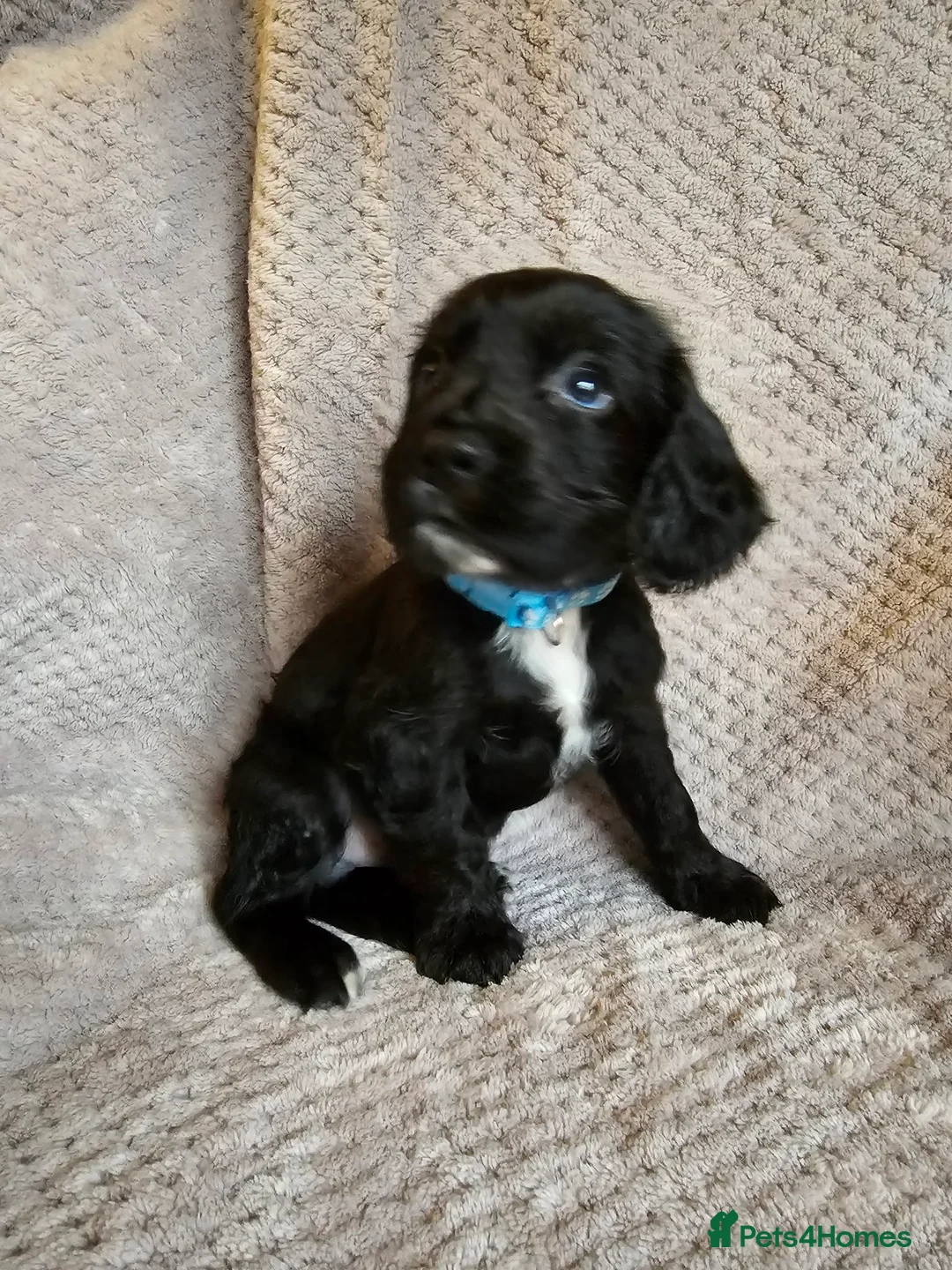 Sprocker dogs for sale: Sprocker Spaniel Puppies * only 1 left * - Advert 6