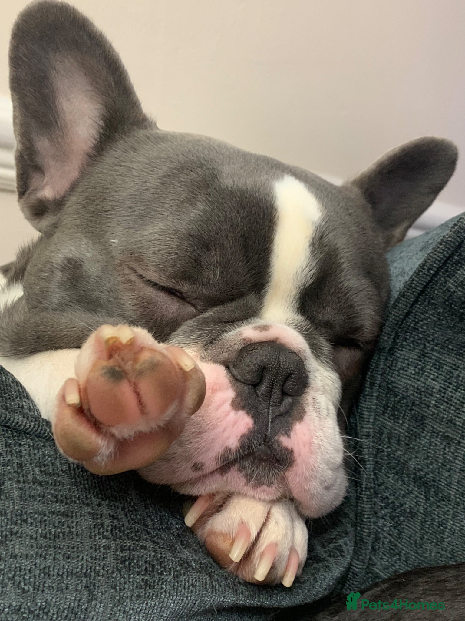 French Bulldog dogs for adoption: Darcy in Ellesmere Port - Advert 3