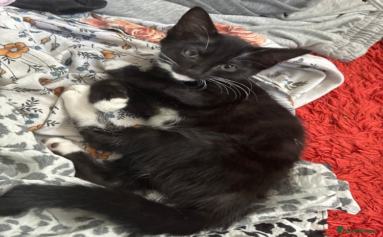 Mixed Breed cats - Advert 14