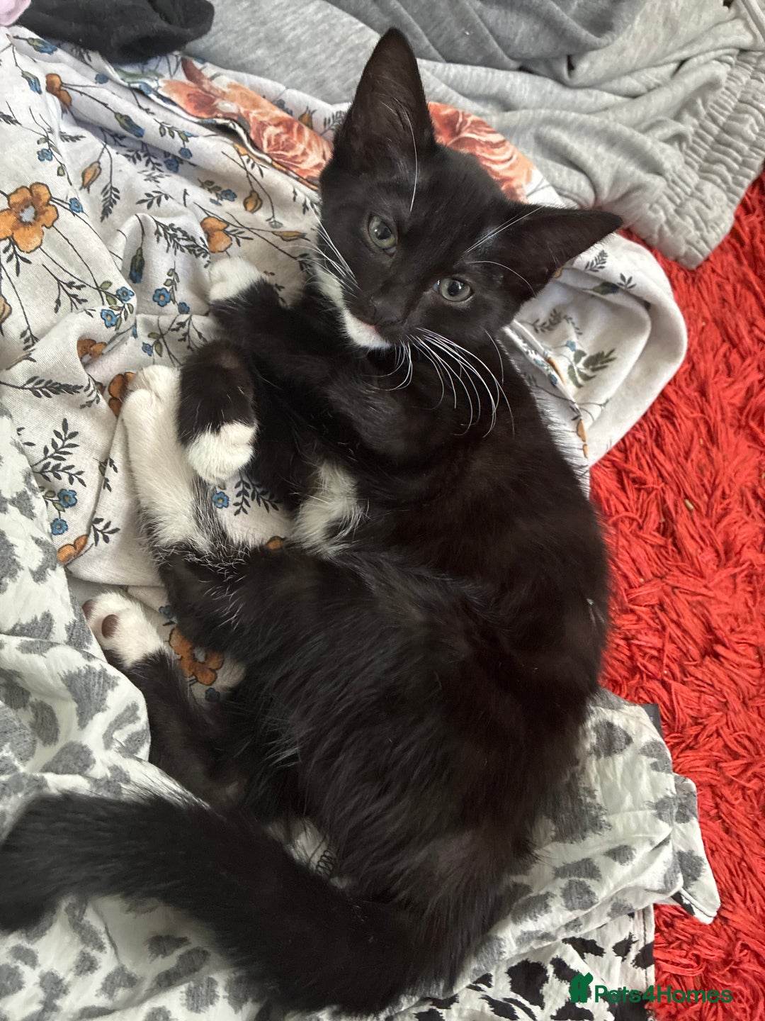 Mixed Breed cats for sale: Female kitten - Image 1