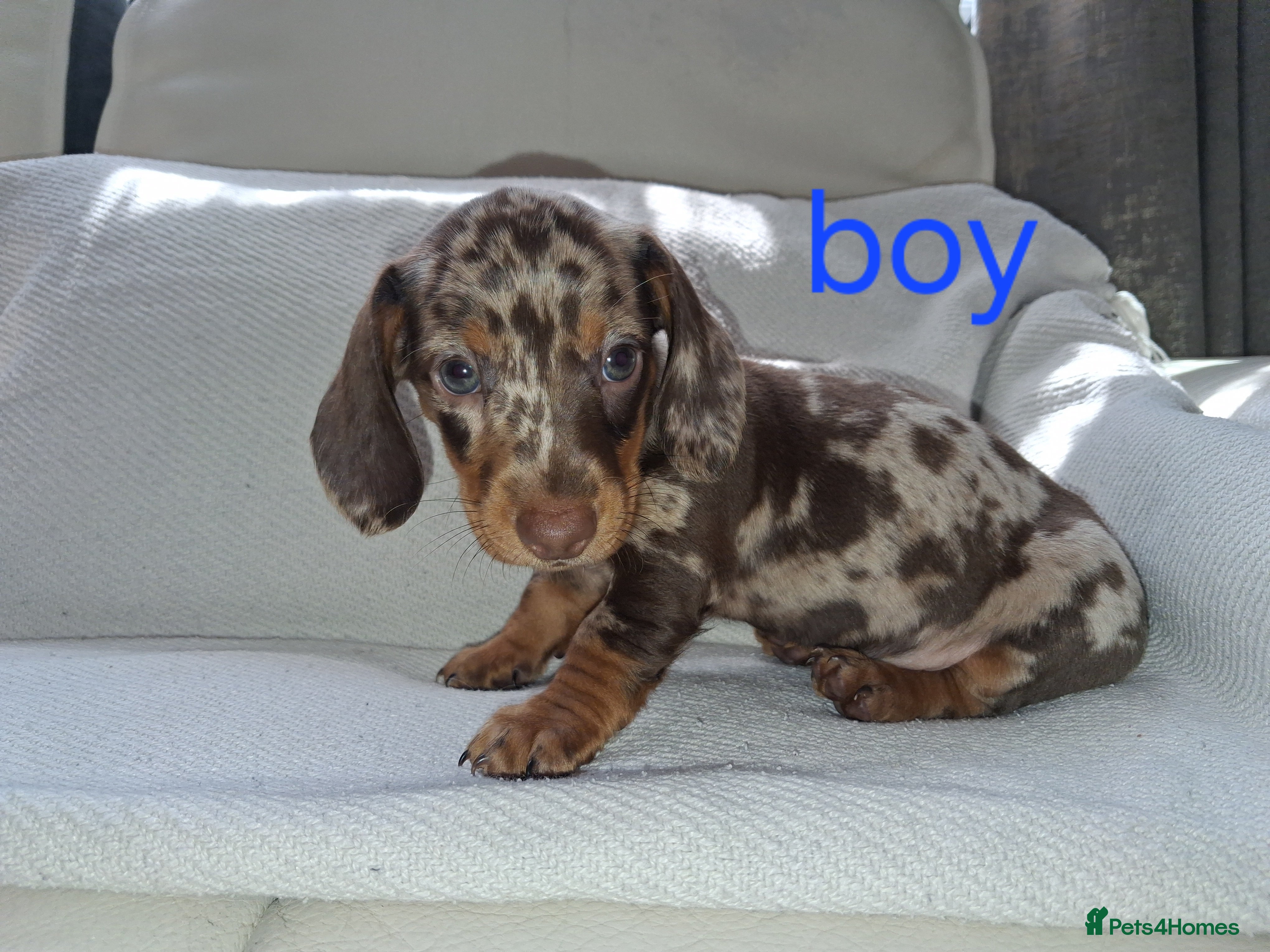 Miniature Dachshund dogs Minature daschunds puppys  - Advert 14