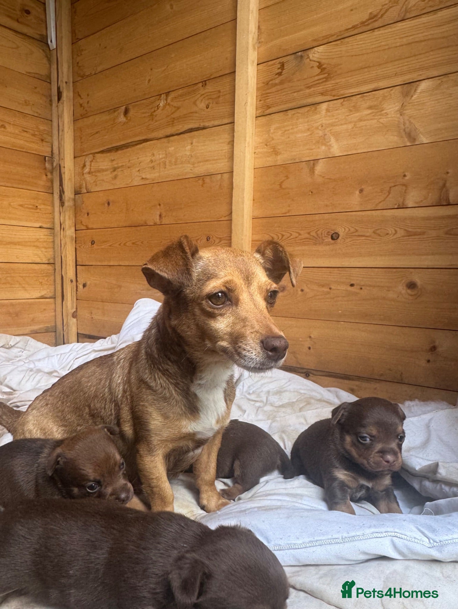 Jack Russell dogs Jack Russell pups  - Advert 1