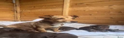 Jack Russell dogs for sale: Jack Russell pups  - Advert 1